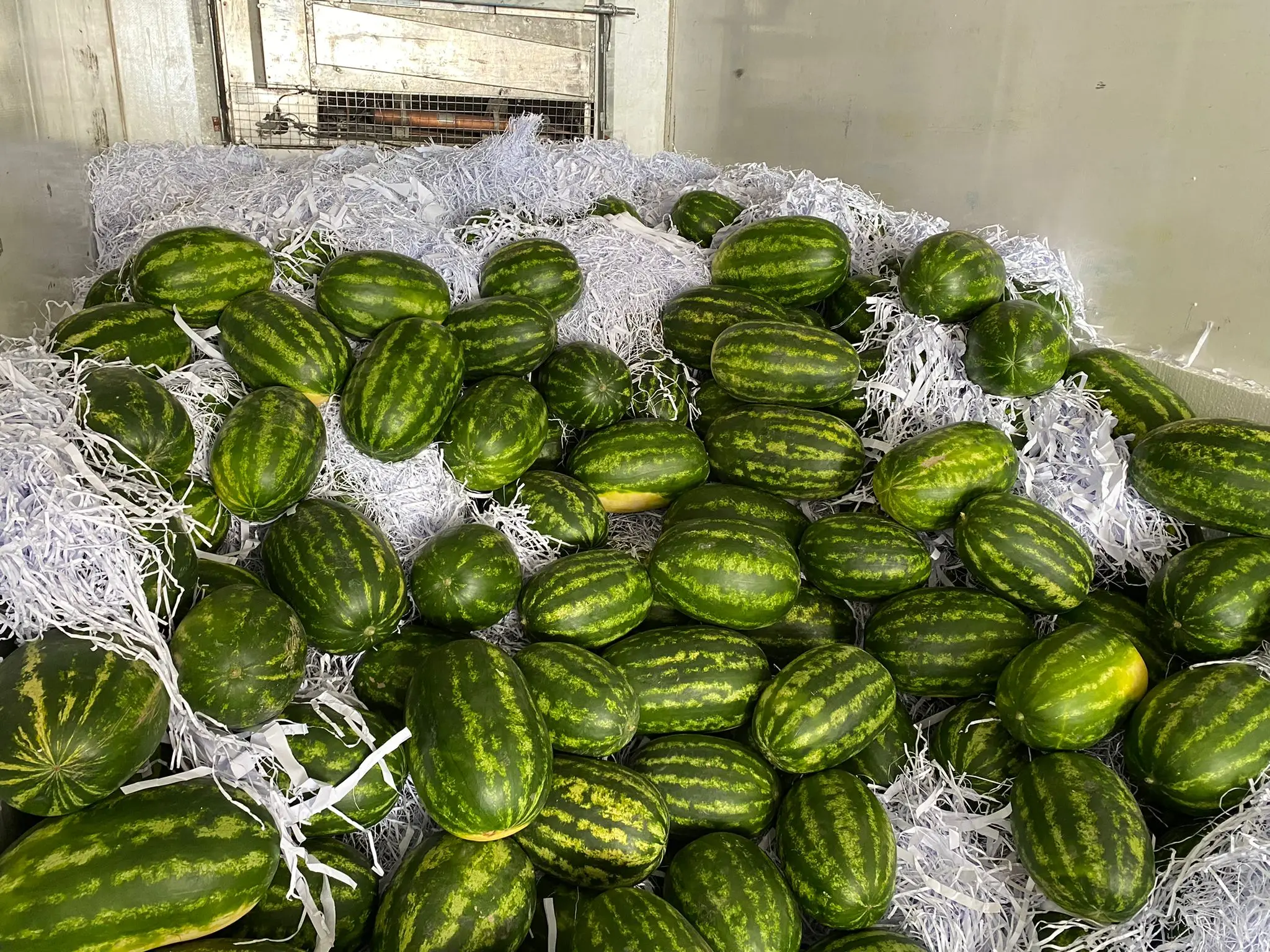 WHOLESALE TURKISH TOP QUALITY SWEET JUICY WATERMELON