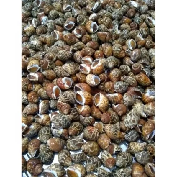 Топ оболочки/baigai с лучшим качеством