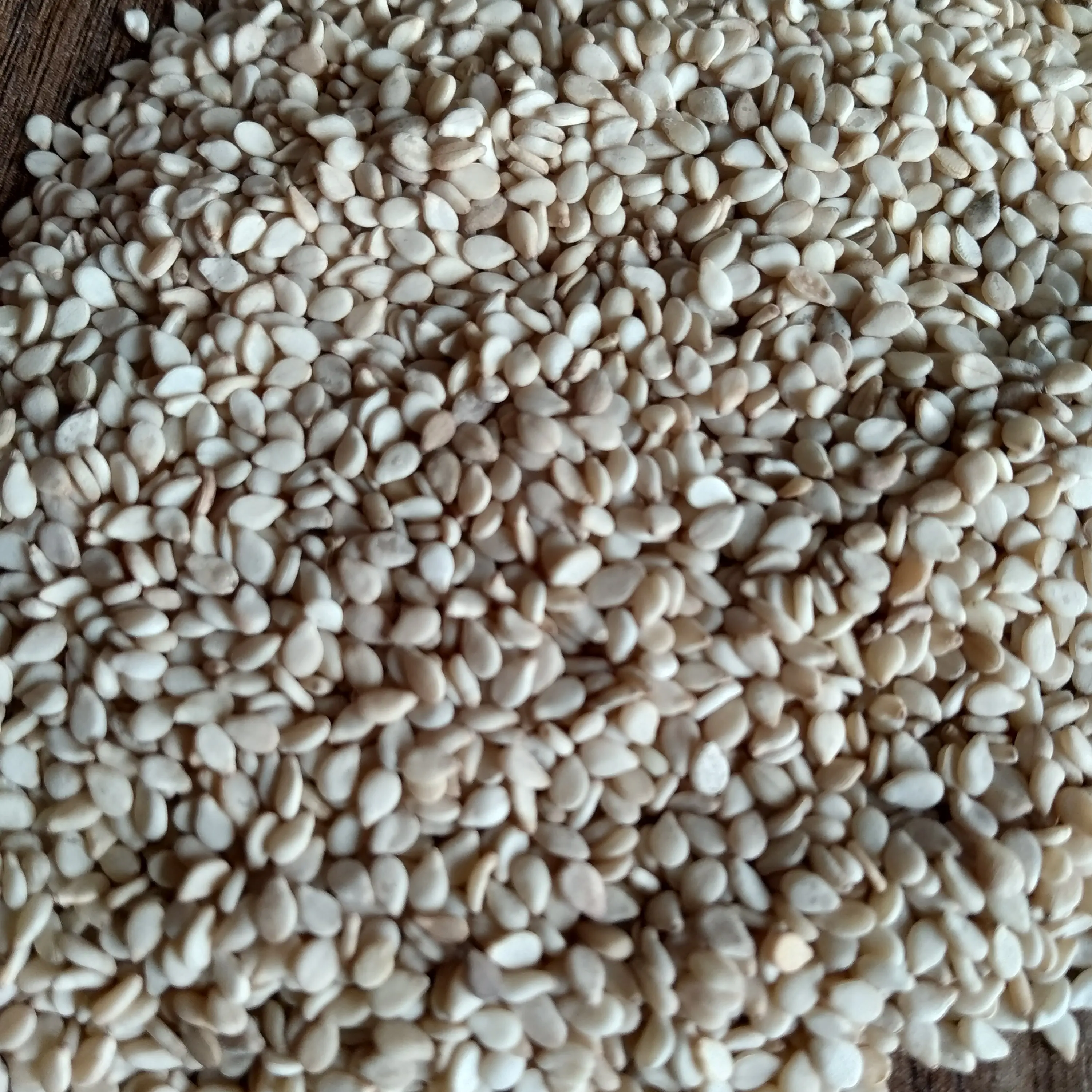 New Crop Natural White Sesame Seeds 99.95% With Packing of PP New Bag At Low Rate Export From India