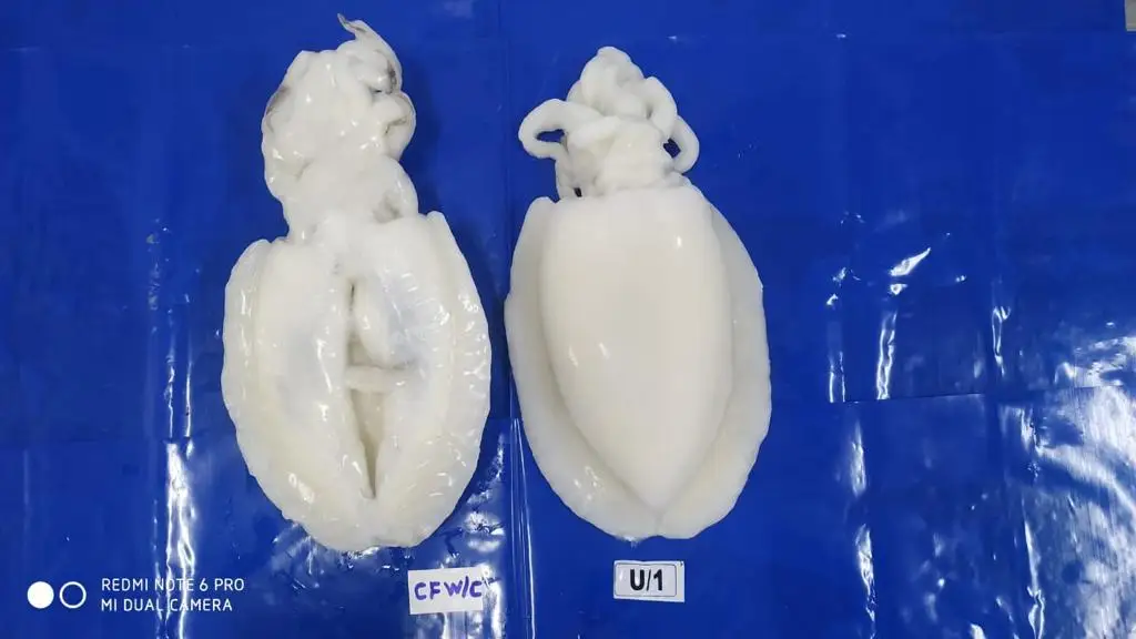 CUTTLEFISH WHOLE CLEANED