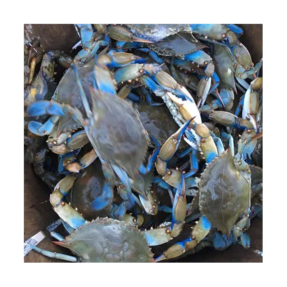 Fresh Crab / Frozen Crab / Whole Crab In Bulk