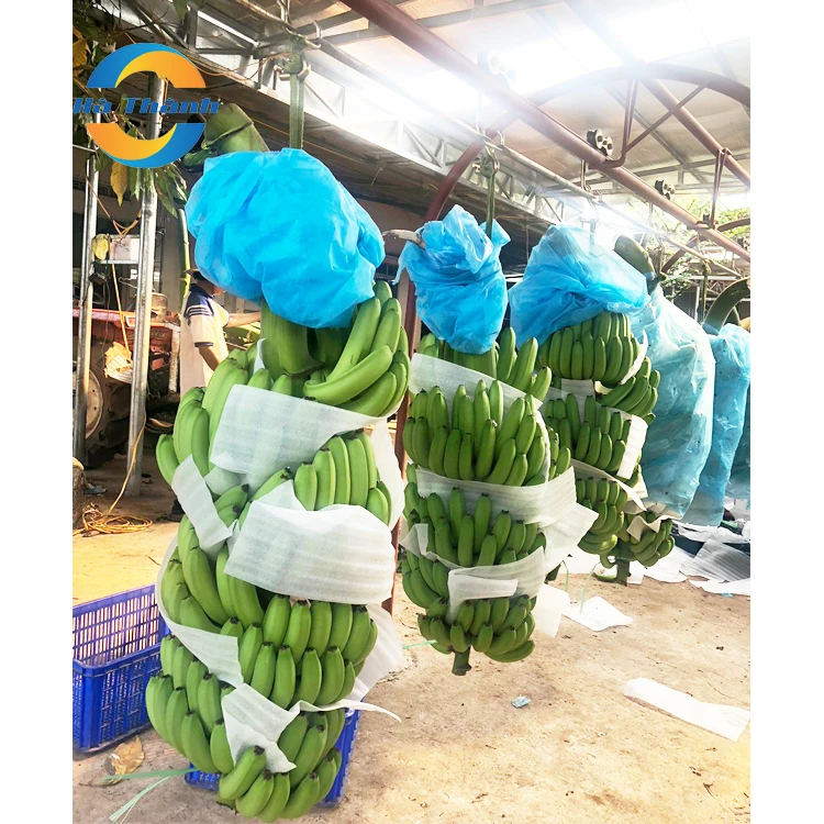 Top Selling Wholesale Manganese In Bananas Is Good For Your Skin Cavendish Bananas Price Fresh