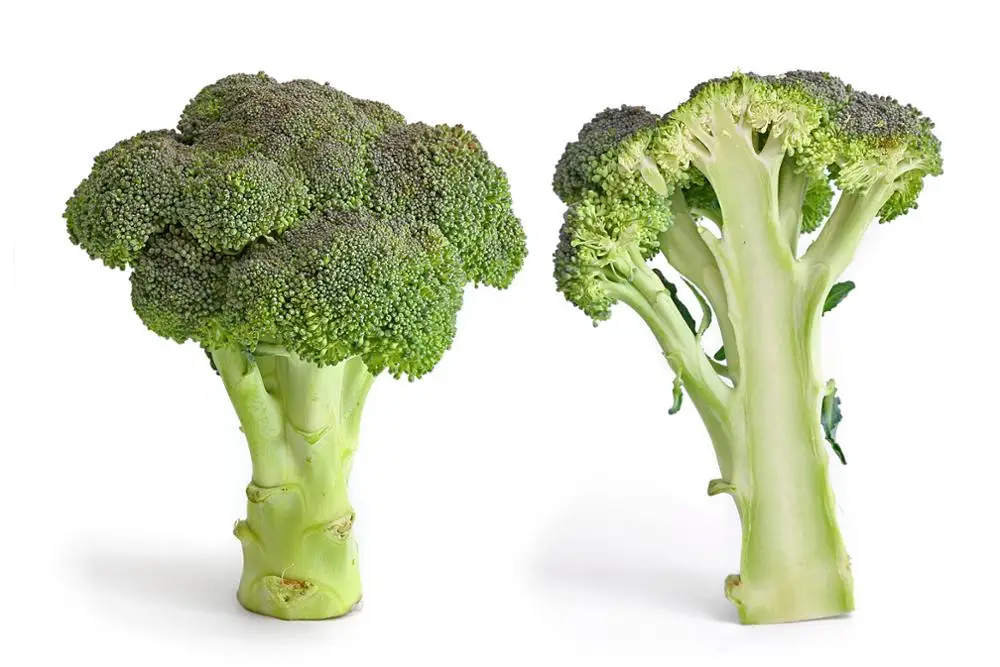 
Fresh High quality Broccoli 