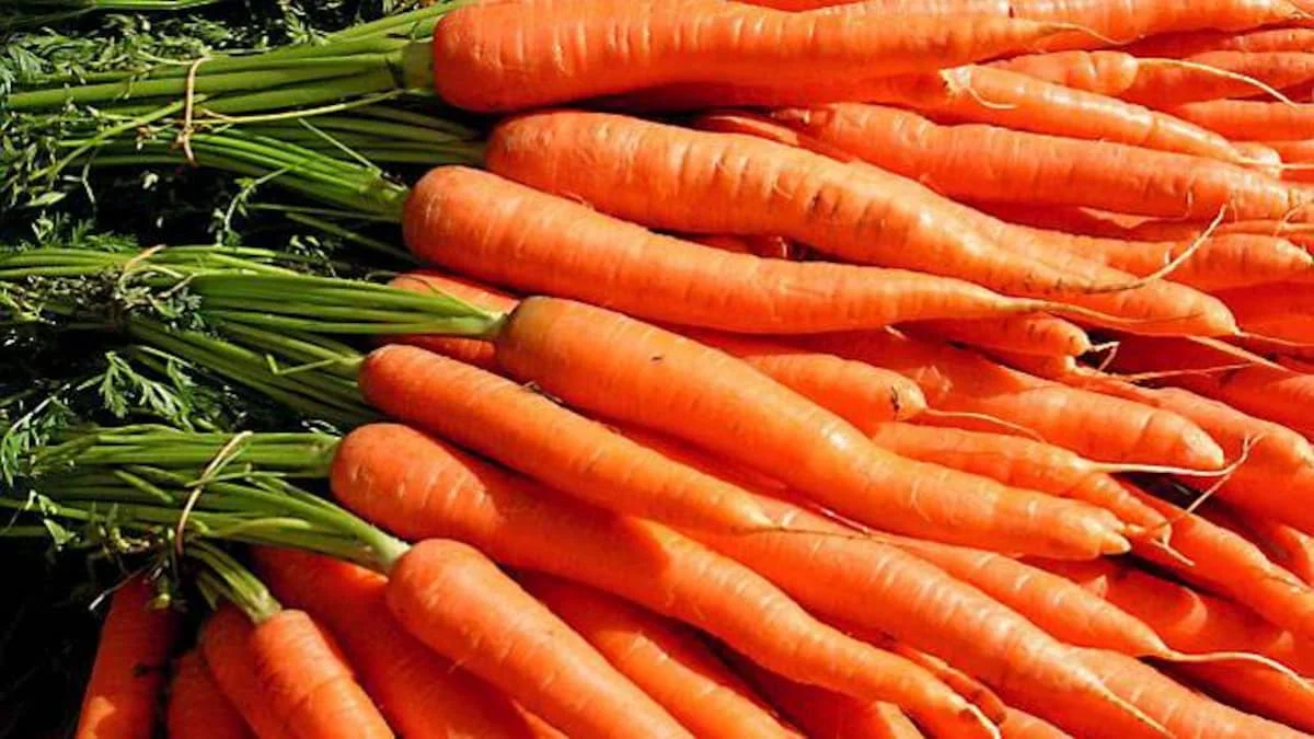 Новая красная морковь стиль GLOBAL GAP цвет вес оригинальный тип разные размеры продукт свежие места модель HACCP культивирование обычная