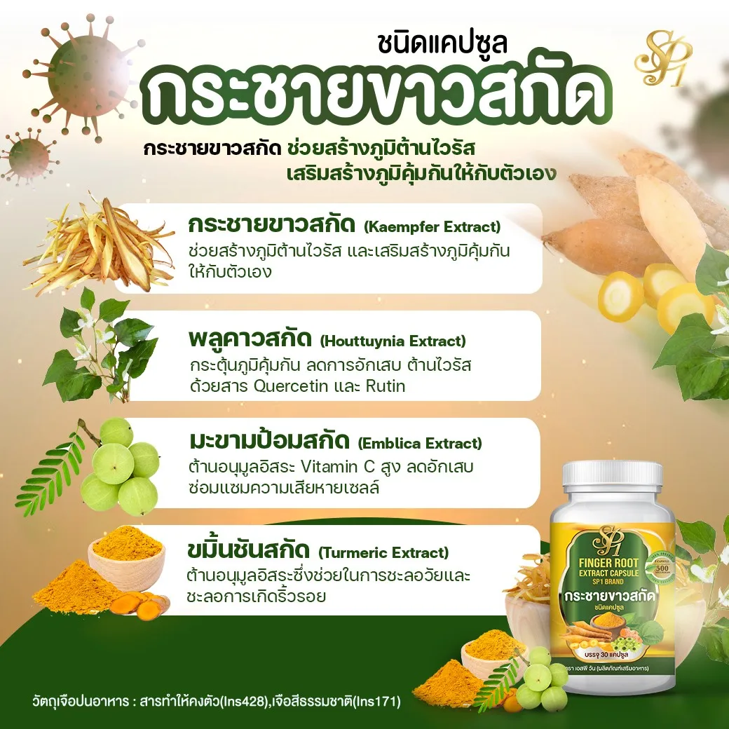 
Figer Root Extract Capsule product of Thailand 