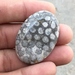 Fossil Coral 100% Natural Gemstone Cabochons High Quality Fossil Coral Stone Polished At Wholesale Price