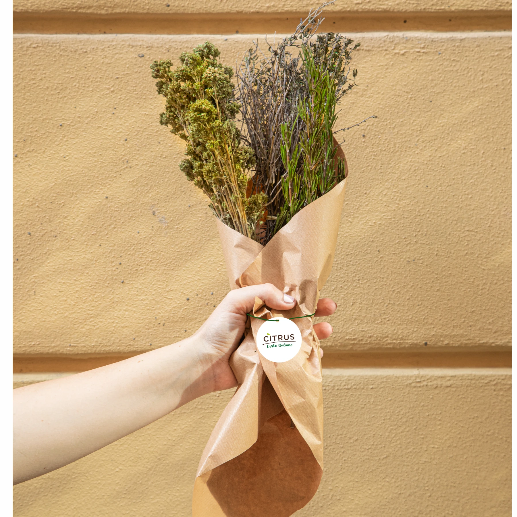 Organic Italian Thyme Italian food and beverage seasoning single spices organic seasoning for Supermarkets