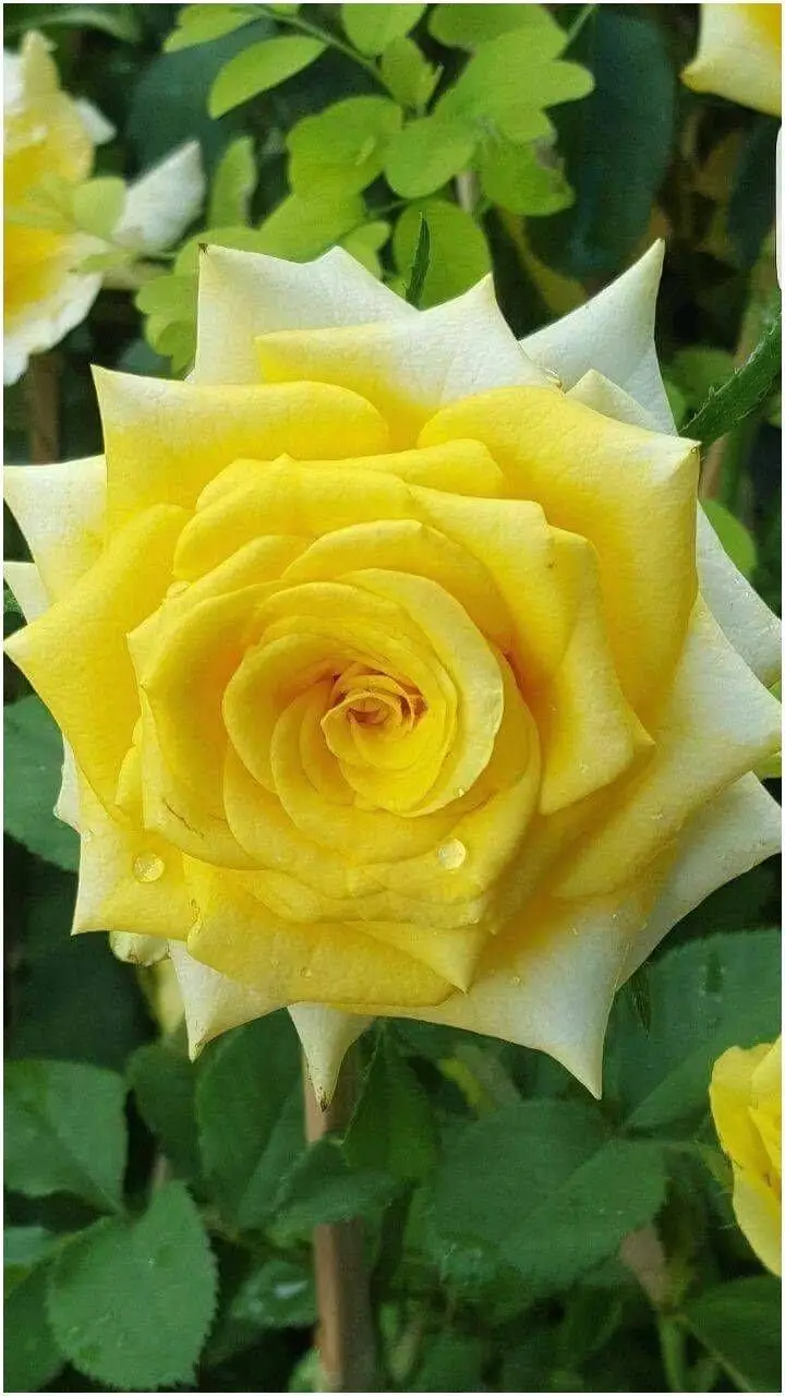 
Yellow Indian Rose Cut Flower At Naturally Groomed Rose 