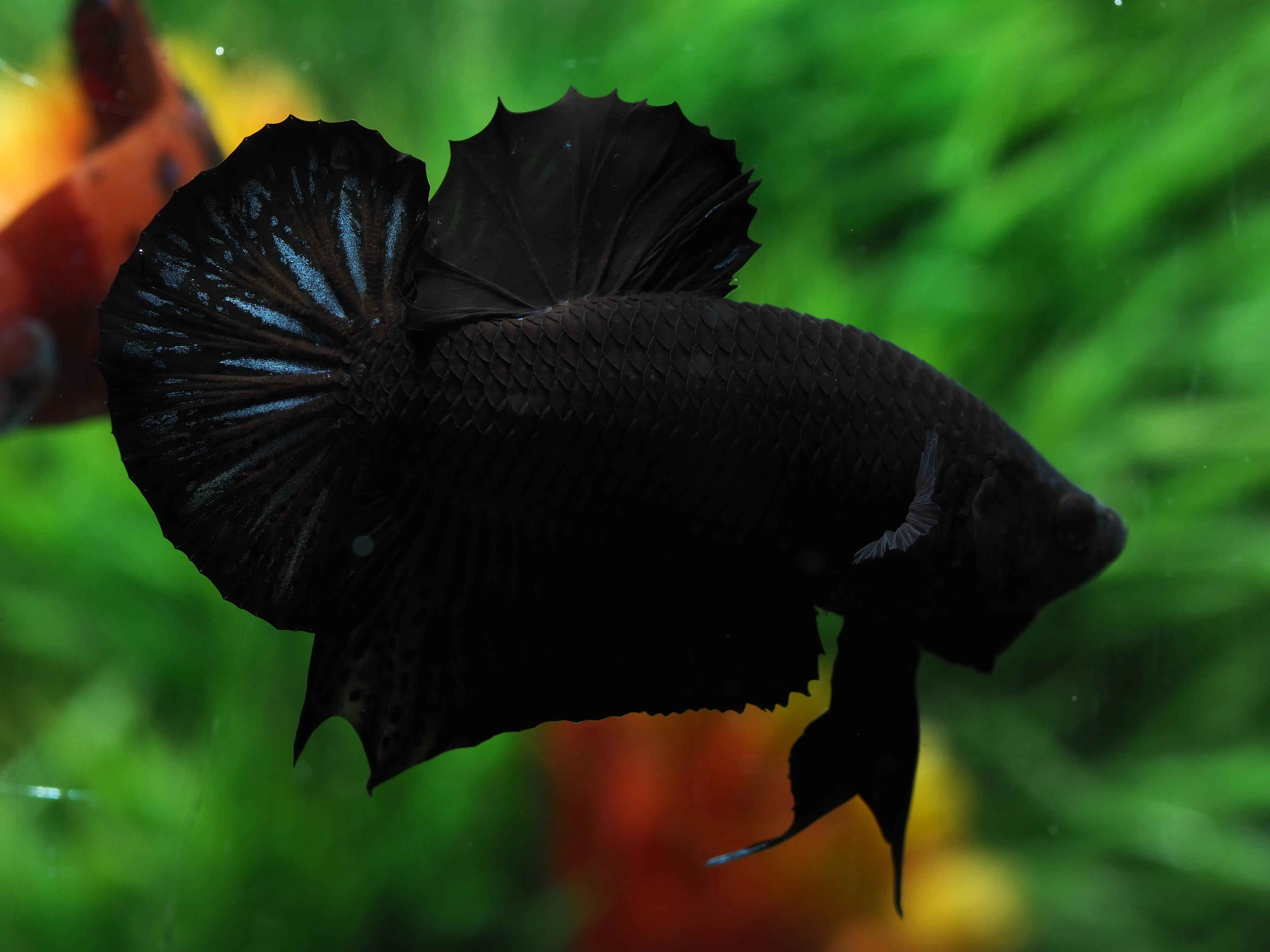 
SUPER BLACK HMPK BETTA - Multicolor Thailand Betta Fish Premium Quality Plakat Siamese Fighting Fish Ornamental Aquariums 