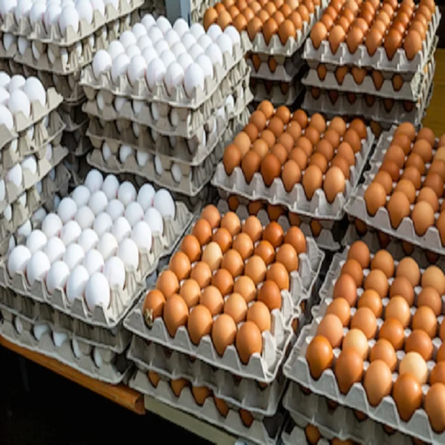 Best Quality Organic Fresh Chicken Table Eggs & Fertilized Hatching Eggs at affordable prices