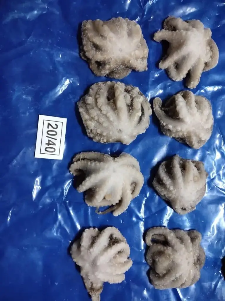 frozen baby octopus cleaned from India, Octopus cleaned IQF