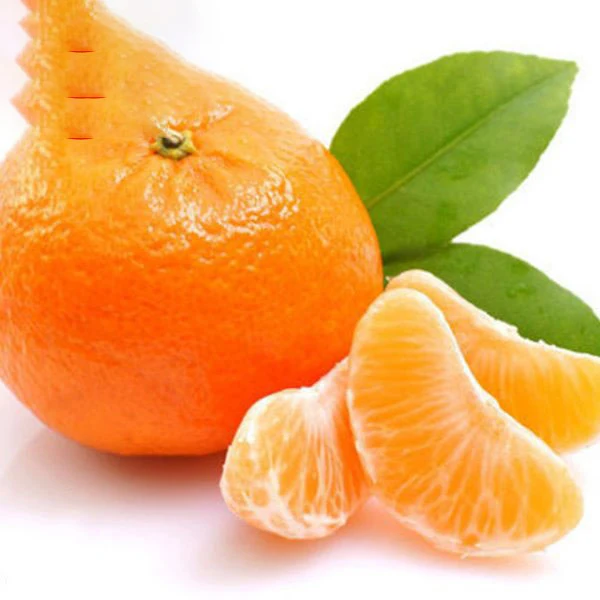 Fresh Valencia orange  from Pakistan