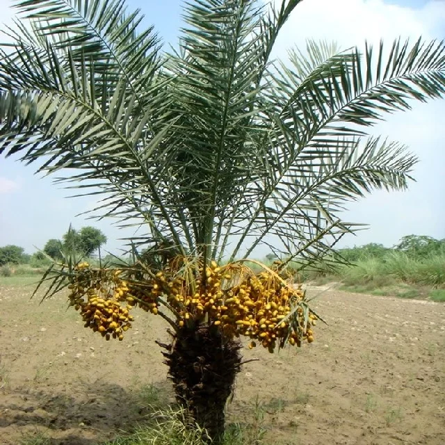 Phoenix dactylifera Arab Khajoor Premium Barhee Date Fruit Tree Plant