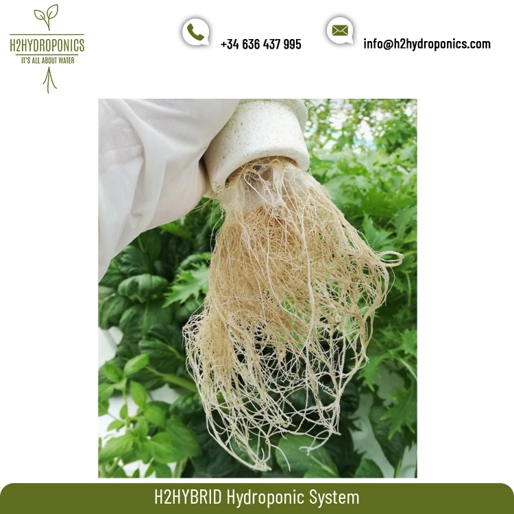 Top Exporter of Excellent Quality Healthy Plants H2HYBRID Hydroponic Systems for Indoor Farms