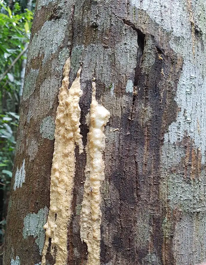 Масса бензоина Сиам смолы для экспорта/Стиракс бензоин эфирное масло/бензоин Смола мс. Люси + 84 929 397 651