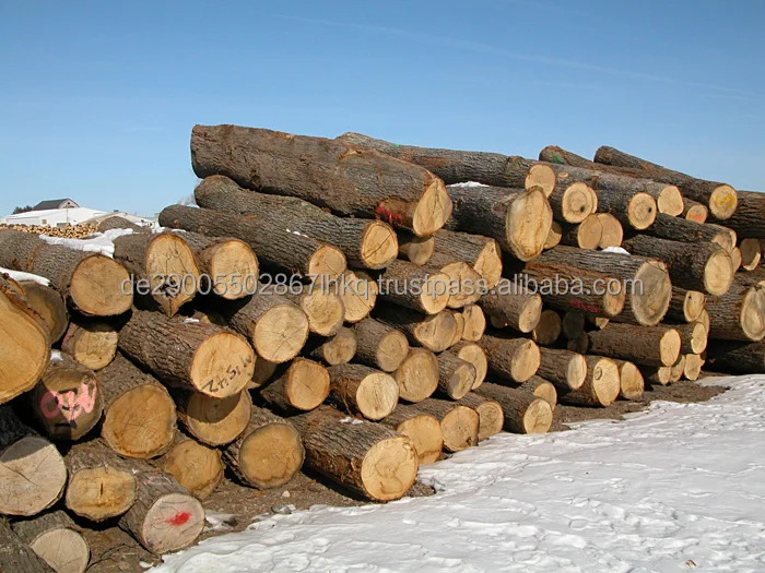 whiteoak1_sawlogs.jpg