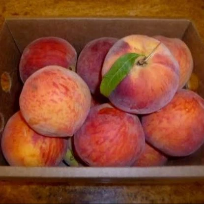 
Natural Fresh Peach With Best Price 