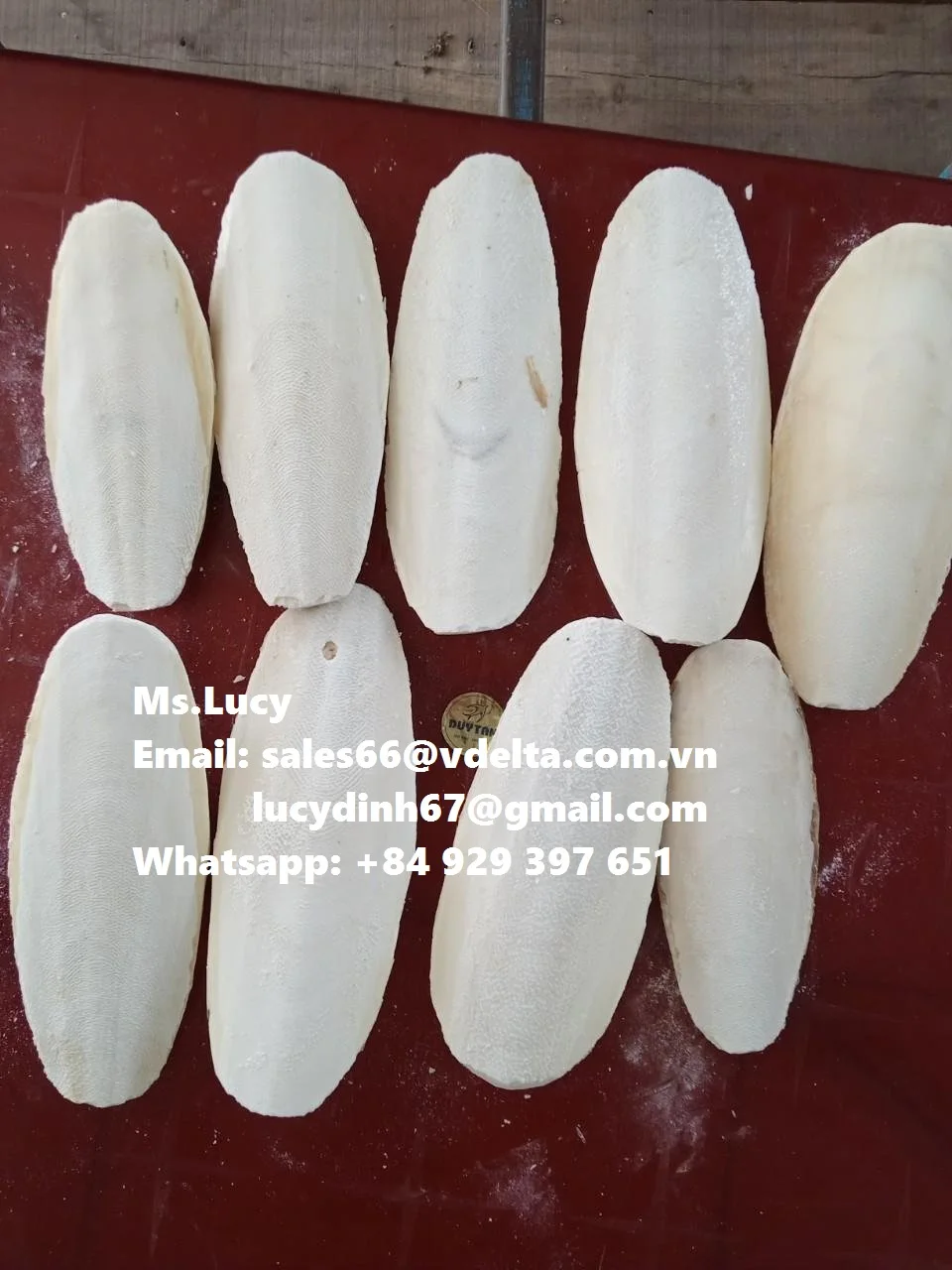  Хит продаж кости для морской слепки из Вьетнама Whatsapp + 84929397651