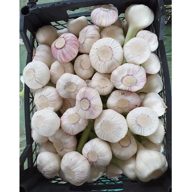 
FOR SELL FRESH GARLIC IMPORTER NORMAL WHITE PURE WHITE GARLIC IN CHINA SALE READY TO SHIP 