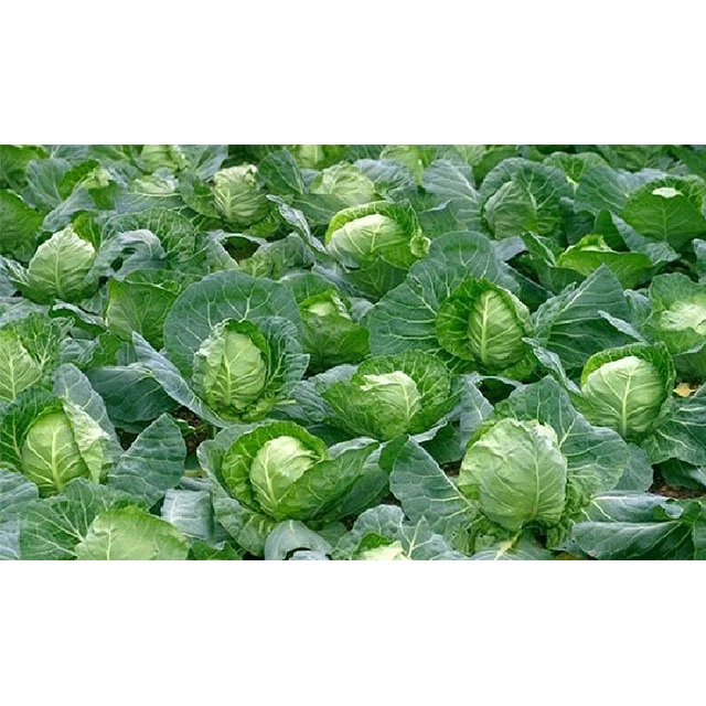 Fresh cabbage, Vietnam cabbage, Green cabbage / Wholesale with high quality