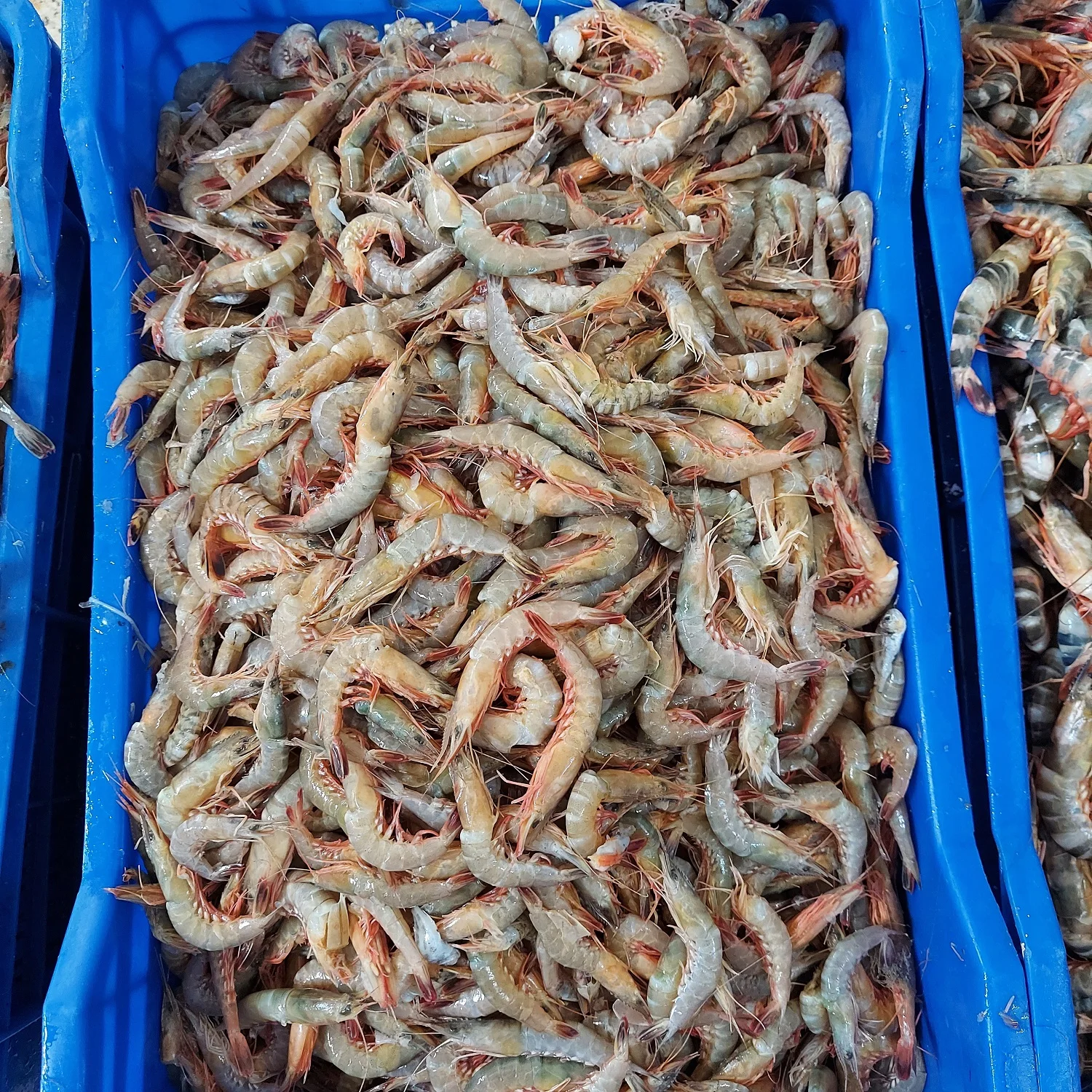 Cat Tiger Shrimps Chilled Head On Shell On Custom Packing Best Quality Master Seafood Product Country of Origin Bangladesh
