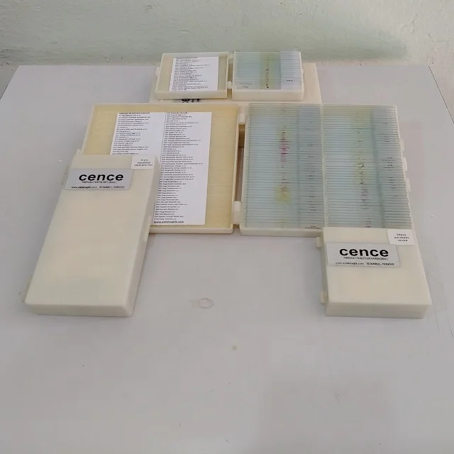 
Meiosis Prepared Microscope Slides (Corn) 
