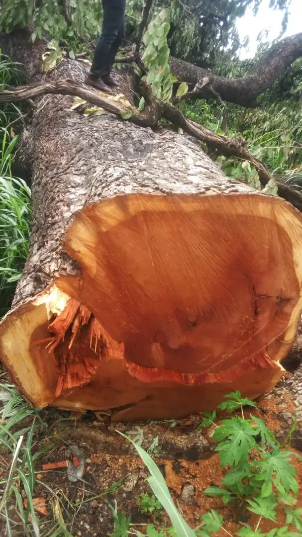 Papao or Afzelia Logs High Quality Afzelia Wood Logs Teak Timber