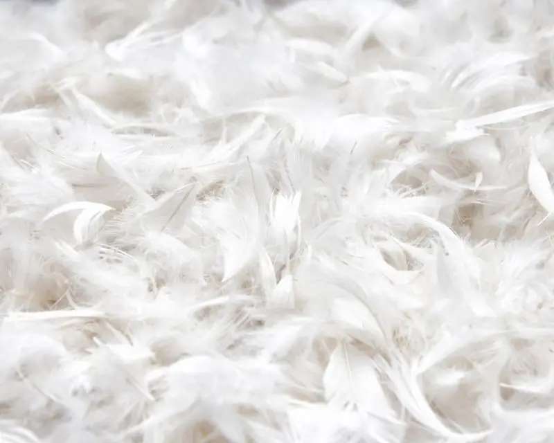 [NEW] High Quality Duck Feathers - Cleaned and Blood Removed - Ms. May + 84 904183651