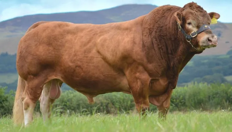 Новые рынки коров Friesian