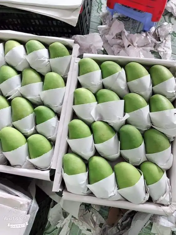 HASU High Fresh Green KEO Mango Have GAP Certification The Top Recommend Shipping From Vietnam