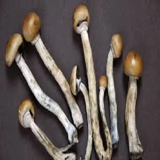 Dried Morel Mushroom.