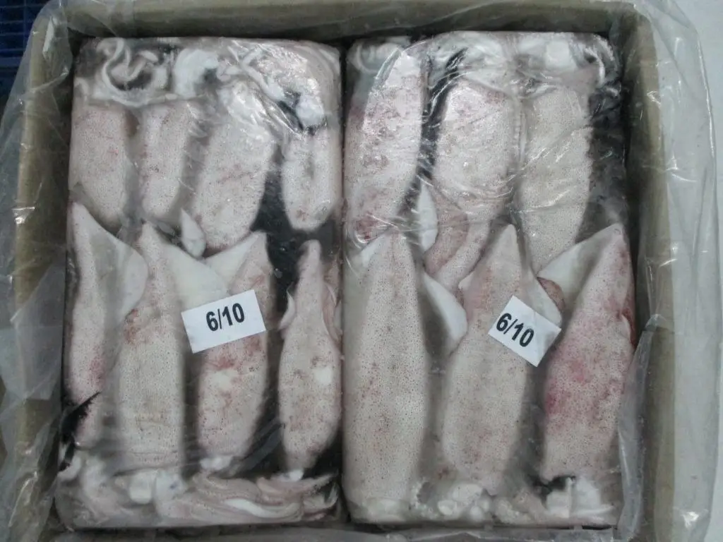 
FROZEN SQUID WHOLE LOLIGO 