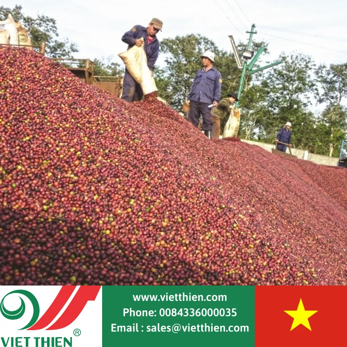High quality arabica coffee beans for export in bulk, available for wholesale worldwide from Vietnam