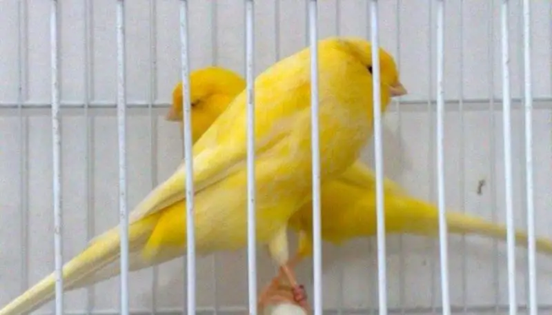 
Large Sizes Singing Canary Birds/Yorkshire Canary and Lancashire Canary 
