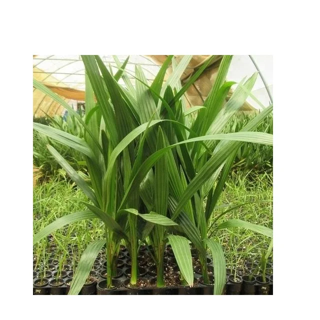 High Temperature Climate Temperature Red Barhi Dates Agri-Horti