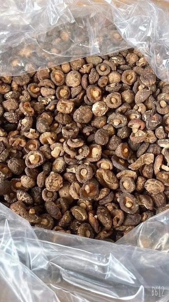 Dried Shiitake Mushroom Fungus Stem/ Wholesale Shiitake Mushroom from Vietnam with The Best Price Ms. Lily +84 906 927 736