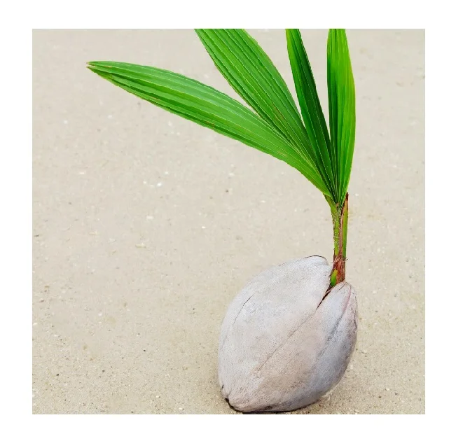  Лидер продаж во Вьетнаме высокое качество различные кокосовые рассады фруктов/зеленые сиамские кокосового дерева-мисс элаин