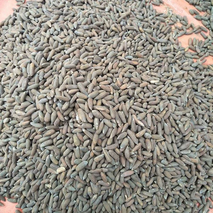 Raw Pine Nuts In Shell