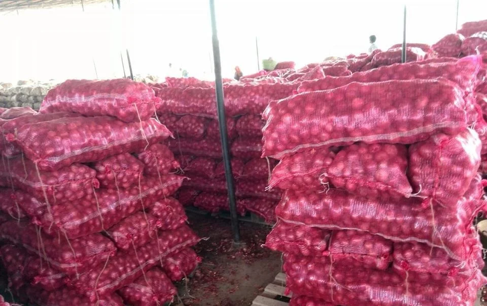 Fresh onion red onions in bulk from