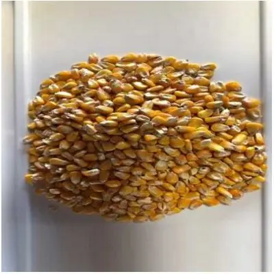 
Corn-Non GMO Hard Endosperm Damaged Kernals 3.0 Broken Corn and Foreign Material 2.0 Test weight 56 lbs 