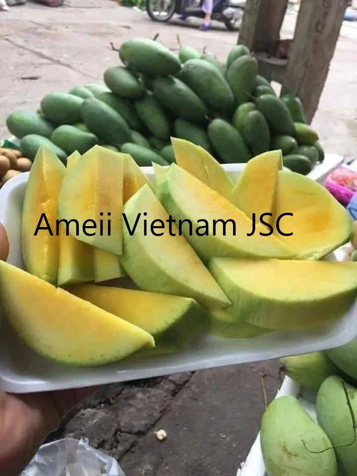 Best Quality Green Mango From Viet Nam