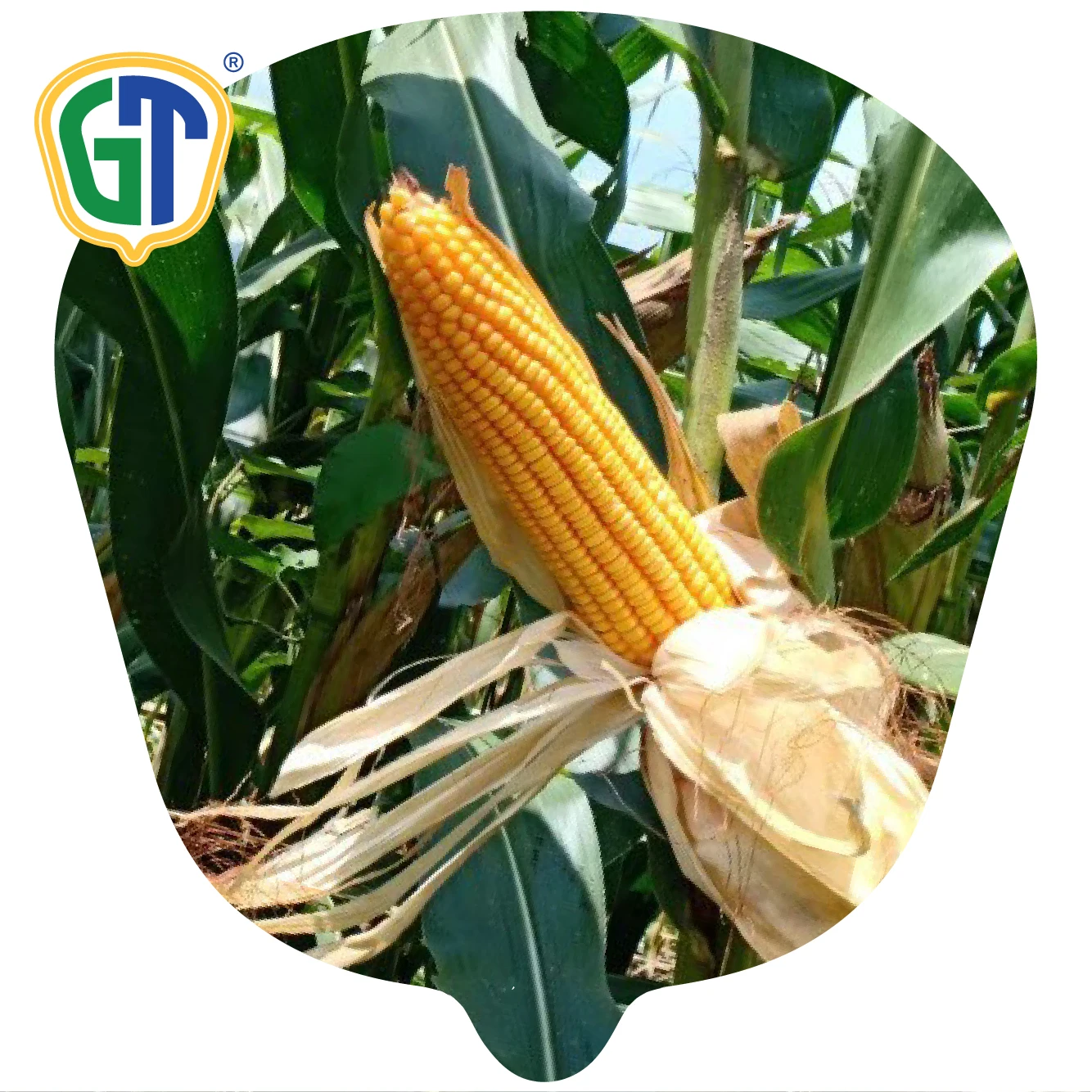 
Orange Yellow Kernel Color Long Girthy Ear 52 Days Flowering Very High Yield Hybrid Corn Seeds 