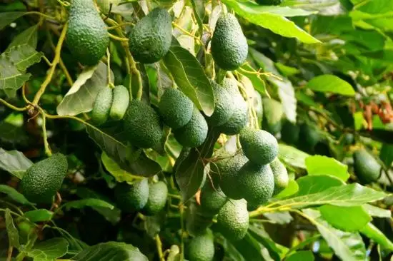
Best Choice High quality Fresh Avocado Shipping from Vietnam 