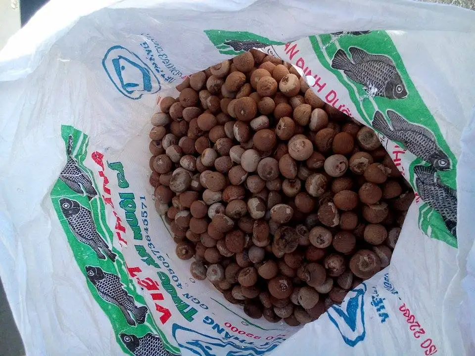 Сушеные цельные орехи BETEL/орехи ARECA из Вьетнама, низкая цена (Kaylin + 84 817092069), 99 золотых данных