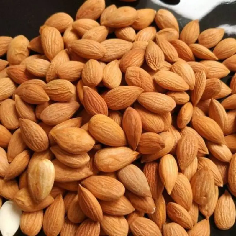 
Manufacturer Wholesale Bitter Apricot Kernels Bitter Almond Nuts For Sale 