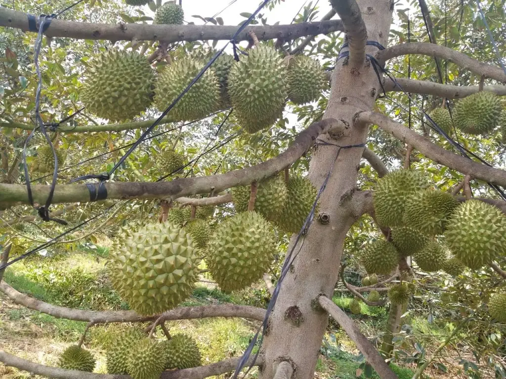 DURIAN FRUIT - DURIAN NUTRION - VIETNAM DURIAN FRUIT PRICE