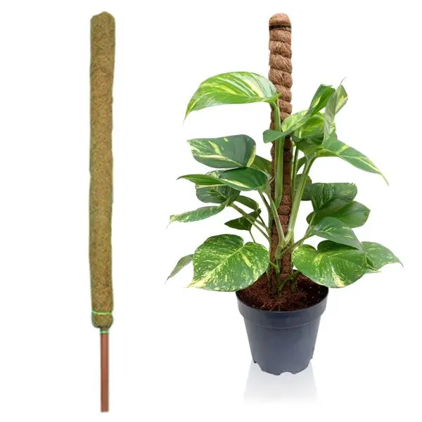 Plant Support Totem Pole Coconut Sticks Coco Coir Poles Support Plants Use Moss Poles Scindapsus Climbing Fram