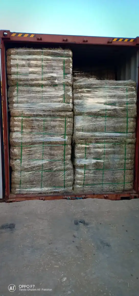 Best Protein Content Rhodes Grass From Pakistan