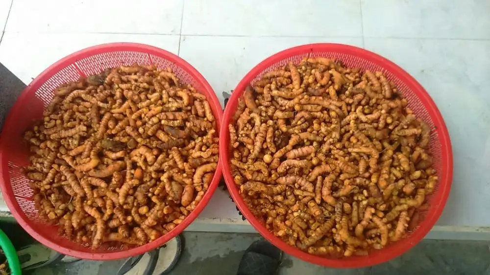 The most competitive price fresh tumeric in Viet Nam - Whatsapp: +84-845-639-639
