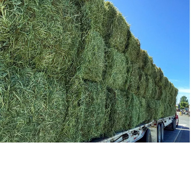 Молочный Стандартный Альфальфа для корма для животных 18%-20%, белок готов